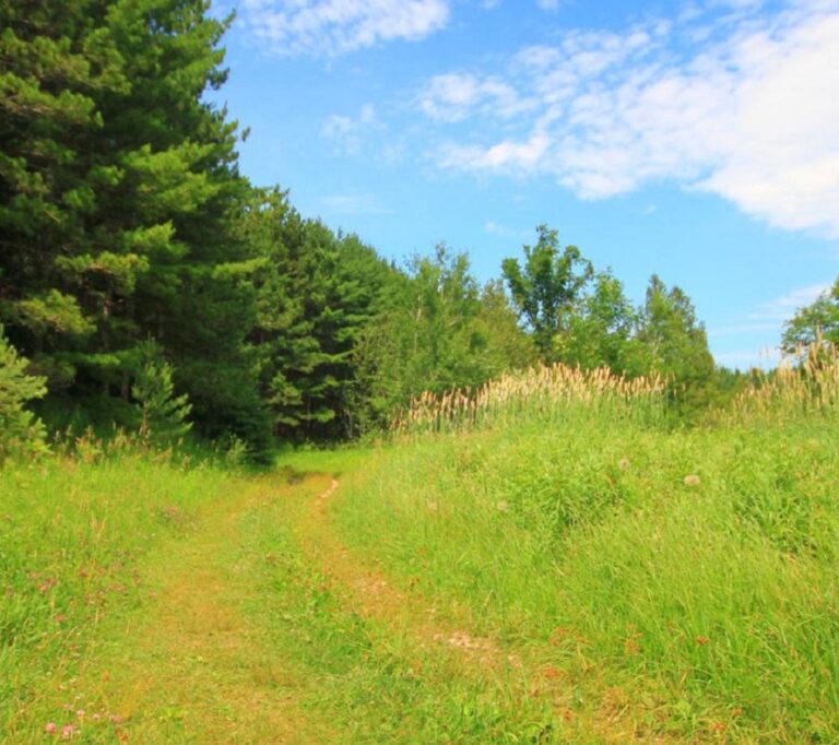 Palgrave Forest and Wildlife Reserve